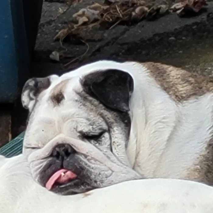Rainbow Bridge Veterinary Services LLC Picture 4