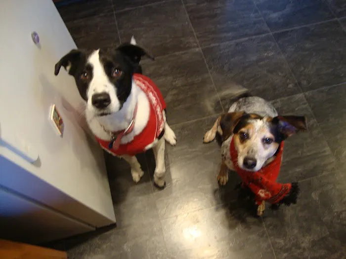 Rainbow Bridge Veterinary Services LLC Picture 3