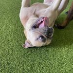 Banfield Pet Hospital