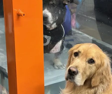 Animal Wellness Center of OC