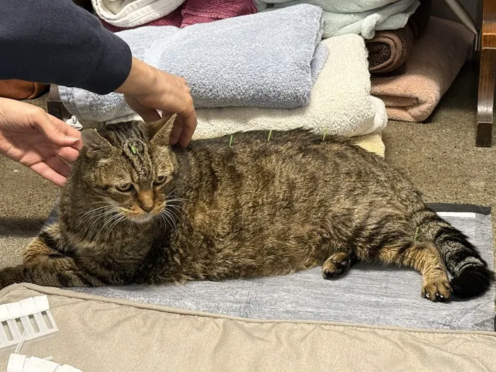 Animal Wellness Center of OC Picture 5