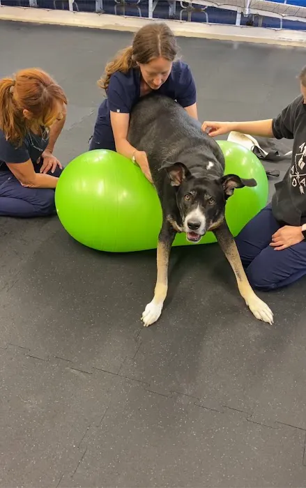 Animal Wellness Center of OC Picture 6