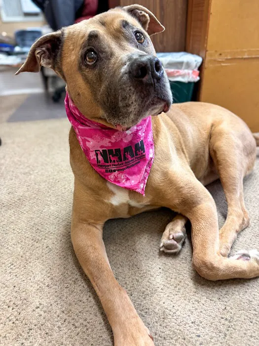 Newport Harbor Animal Hospital Picture 5