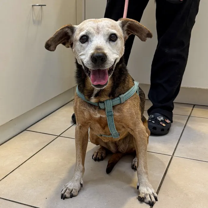 Newport Harbor Animal Hospital Picture 8