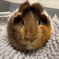 All Creatures Care Cottage ico