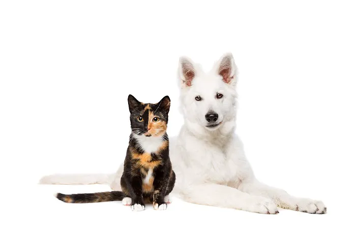 Mesa West Pet Hospital Picture 3