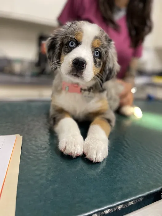 Mesa West Pet Hospital Picture 8