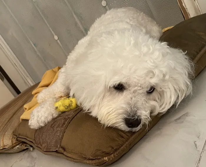 Central Orange County Emergency Animal Hospital Picture 7