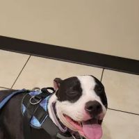 Newport Mesa Animal Hospital ico