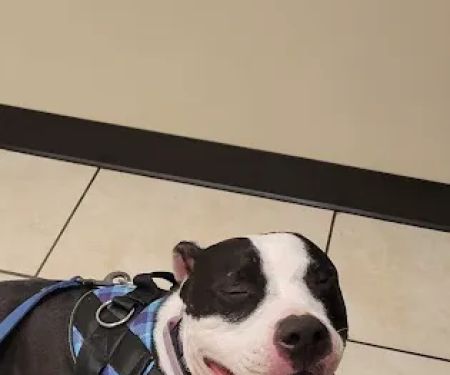 Newport Mesa Animal Hospital
