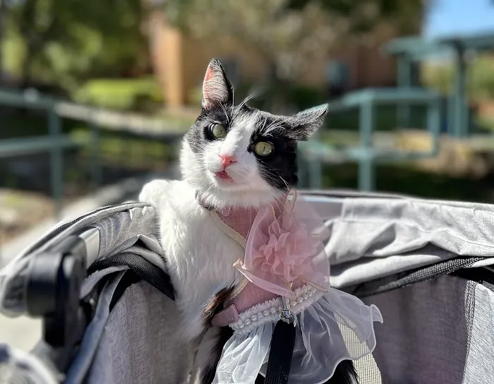 Newport Mesa Animal Hospital Picture 6