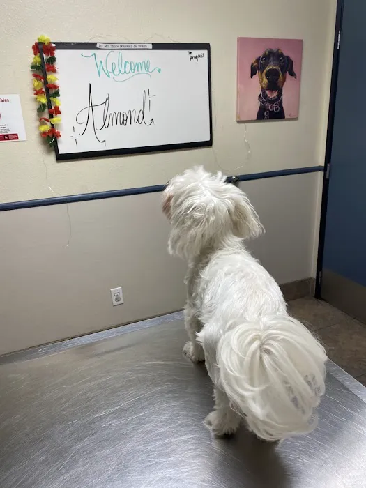 Villa Park Animal Clinic Picture 9