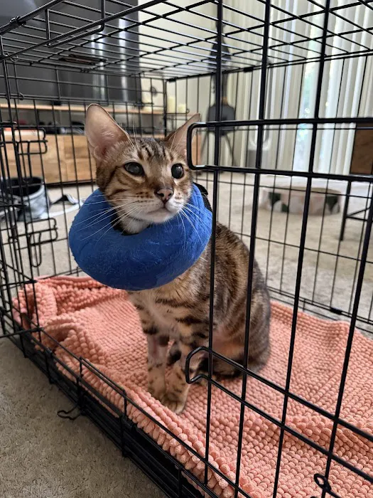 Lee Animal Hospital of Orange County: Walk-Ins Welcome Picture 5