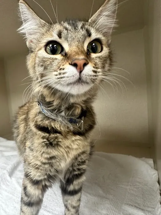 Lee Animal Hospital of Orange County: Walk-Ins Welcome Picture 10