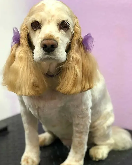 Healthy Pet Hospital and Grooming Picture 3