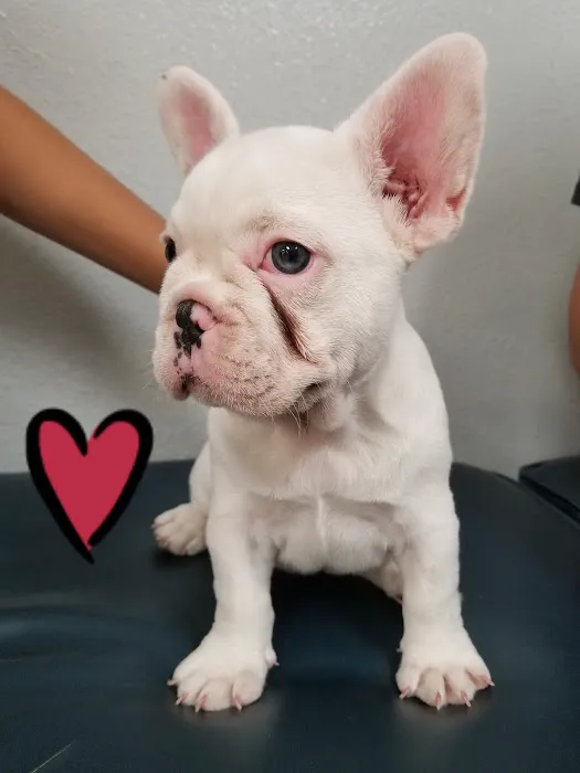 Healthy Pet Hospital and Grooming Picture 1