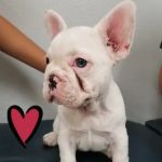 Healthy Pet Hospital and Grooming