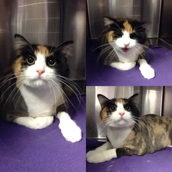 Healthy Pet Hospital and Grooming Picture 5