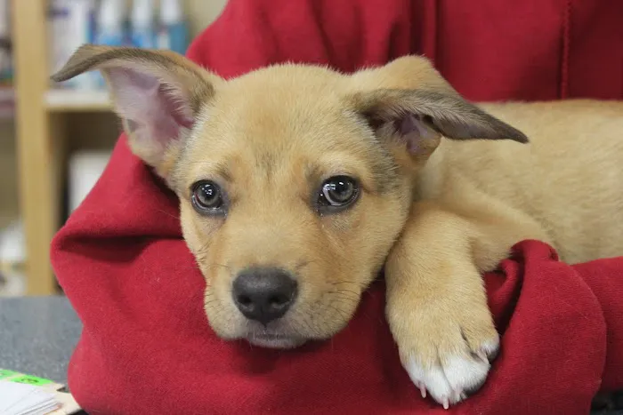 Healthy Pet Hospital and Grooming Picture 4