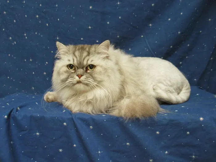 Healthy Pet Hospital and Grooming Picture 9