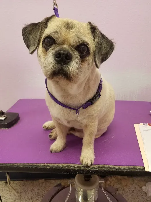 Healthy Pet Hospital and Grooming Picture 10