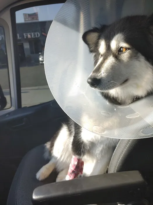 East Chapman Veterinary Center Picture 5