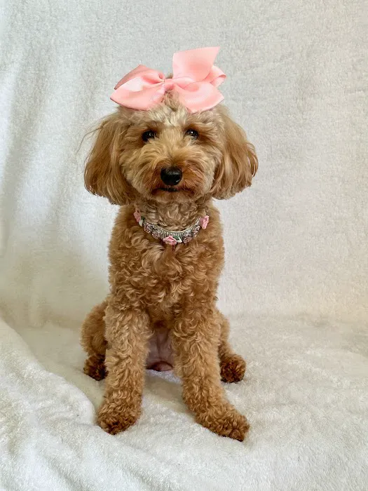 VCA Animal Hospitals Urgent Care - Tustin Picture 1