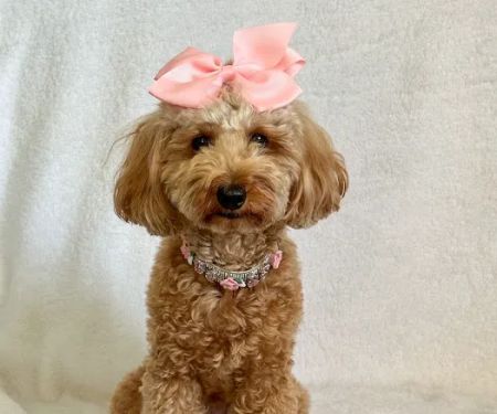 VCA Animal Hospitals Urgent Care - Tustin