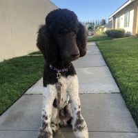 Newport Pet Clinic ico