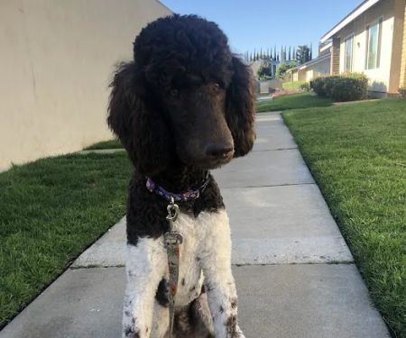 Newport Pet Clinic
