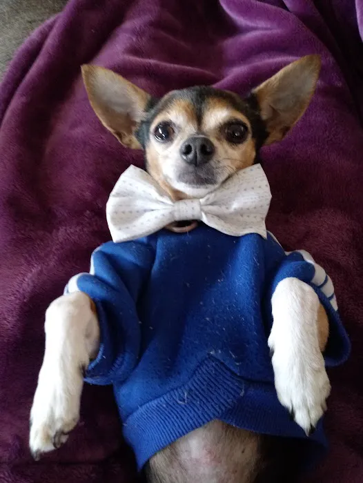 Newport Pet Clinic Picture 4
