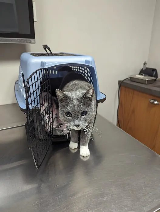 Saddleback Animal Hospital Picture 3