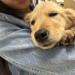 Tustin Village Animal Hospital