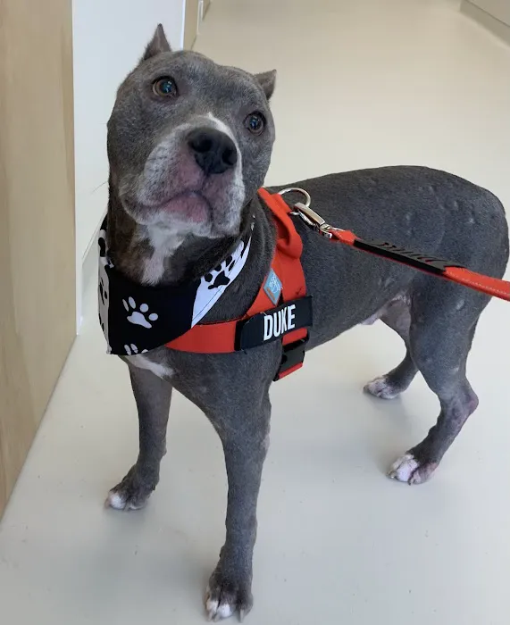 Tustin Village Animal Hospital Picture 5