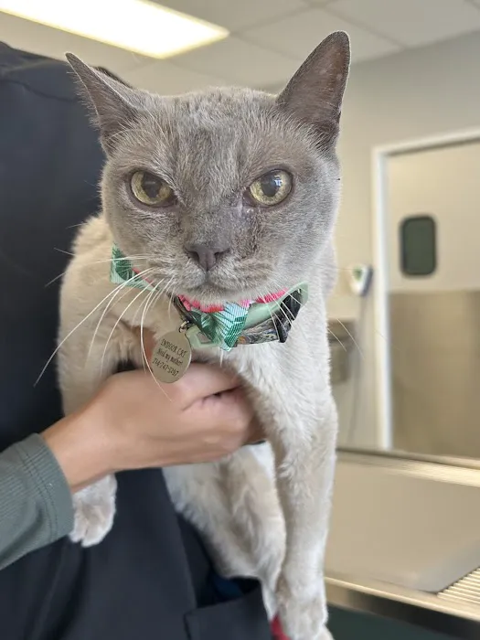 Tustin Village Animal Hospital Picture 4