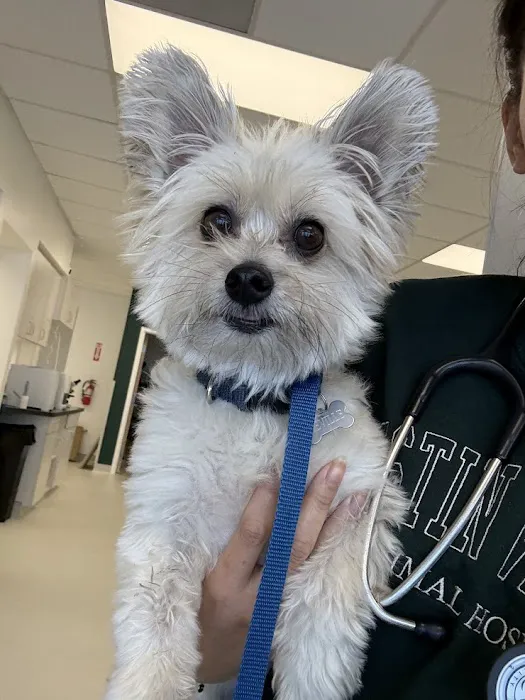 Tustin Village Animal Hospital Picture 6