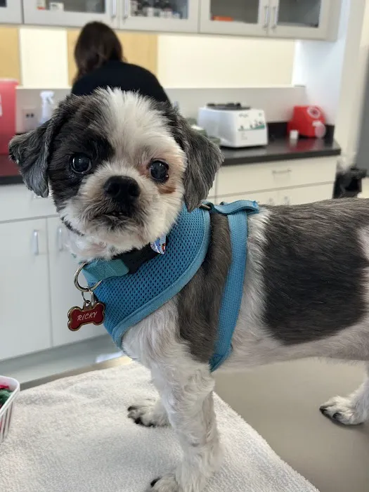 Tustin Village Animal Hospital Picture 8