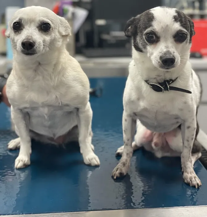 Tustana Animal Hospital Picture 1