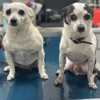 Tustana Animal Hospital ico