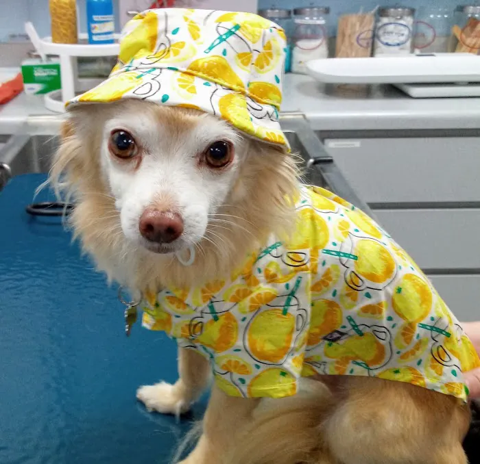 Tustana Animal Hospital Picture 4