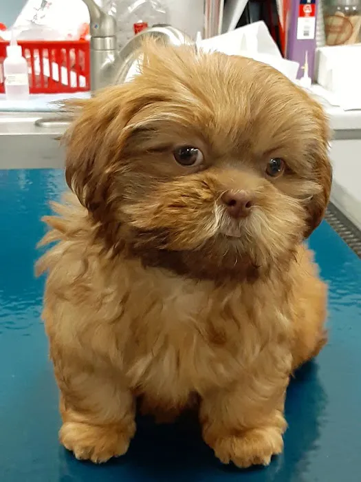 Tustana Animal Hospital Picture 9