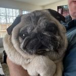 Home Pet Euthanasia of Southern California