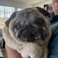 Home Pet Euthanasia of Southern California ico
