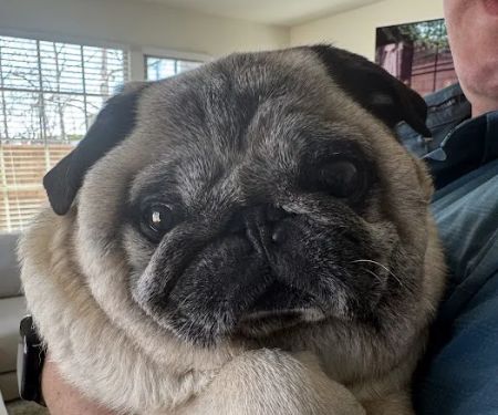 Home Pet Euthanasia of Southern California