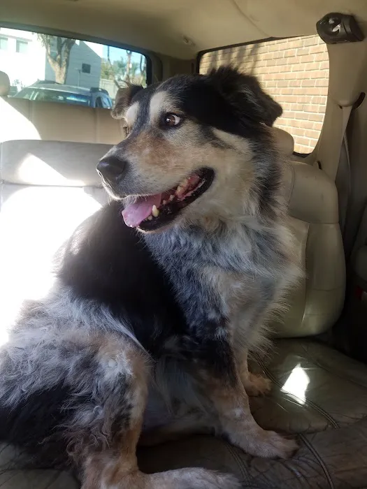Home Pet Euthanasia of Southern California Picture 2