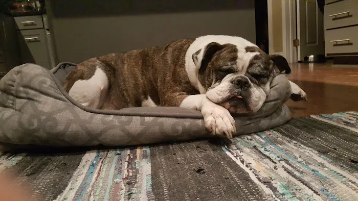 Home Pet Euthanasia of Southern California Picture 5