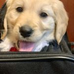 Back Bay Veterinary Hospital