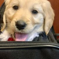 Back Bay Veterinary Hospital ico