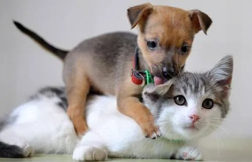 Back Bay Veterinary Hospital Picture 6