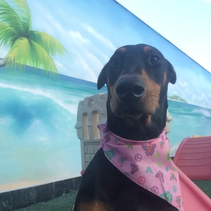 Back Bay Veterinary Hospital Picture 9